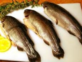 ماهی در سبد غذایی خانواده‌های قمی جایگاه مناسبی ندارد