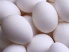 تولید تخم مرغ در قم 81 درصد مازاد بر نیاز استان است