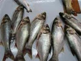 پرورش ماهیان بومی قم در اولویت قرار گیرد