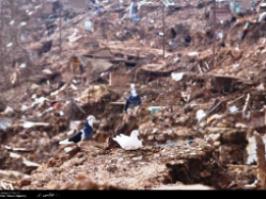 تاکید آیت‌الله العظمی مکارم شیرازی بر امداد رسانی به زلزله زدگان بوشهر