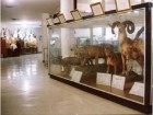 موزه مجازی تاریخ طبیعی استان قم بروز رسانی می شود‎