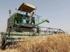 ایران تا ۵ سال دیگر به خودکفایی گندم می‌رسد