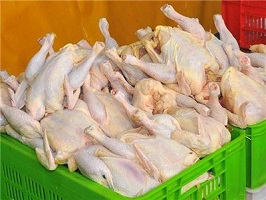 قیمت مرغ در قم کاهش می‌یابد