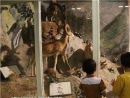 بیش از ۵ هزار نفر از موزه تاریخ طبیعی استان قم بازدید کردند