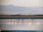 نظارت و پایش تالاب‌های استان قم در فصل بازگشت پرندگان از مهاجرت