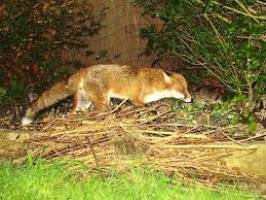 توضیحات  محیط زیست درباره کشته شدن روباه قمی