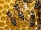 اجرای طرح آمارگیری از زنبورستان های استان قم