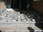امسال ۷ تن ماده مخدر در استان قم کشف و ضبط شده است
