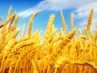 خرید تضمینی 25 هزار تن گندم در استان قم