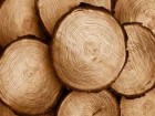 رئیس اتحادیه درودگران: 12 هزار تن در صنعت چوب قم اشتغال دارند