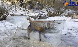 عکس عجیب از روباهی که به آب افتاد و یخ زد ! + عکس