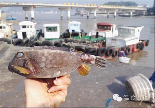 صید ماهی با ظاهر عجیب + تصویر