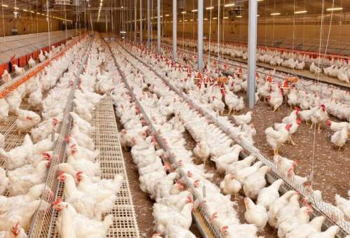 امکان پایین آوردن قیمت مرغ به صورت تحمیلی وجود ندارد/ مرغداران قمی گران فروشی نمی‌کنند