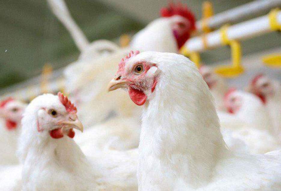 تلفات مرغ گوشتی در قم ۲.۵ درصد کاهش یافته است