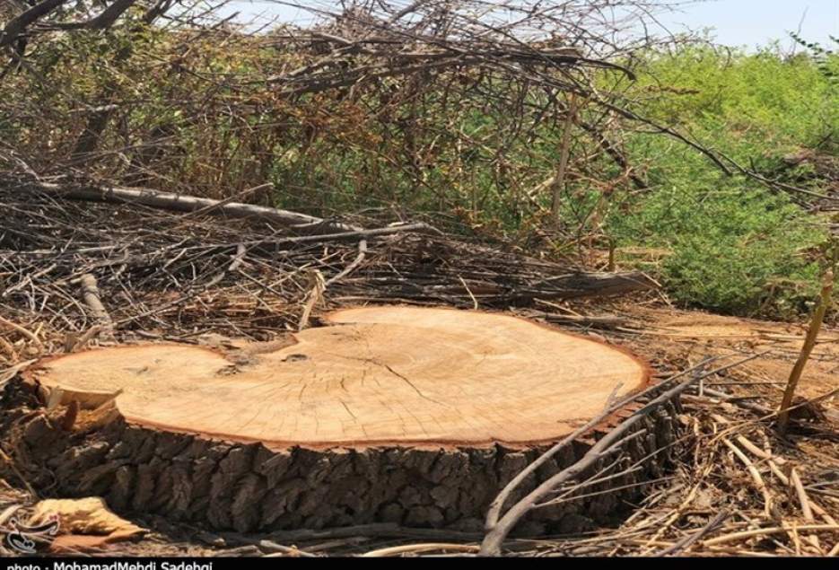 انتقاد از تخریب باغات قم؛‌ با قطع درختان به‌شدت برخورد می‌شود