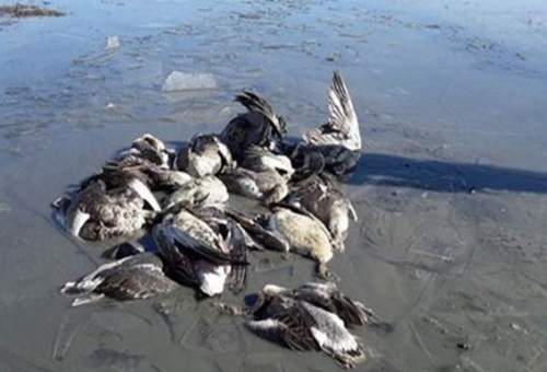 مجوز شکار پرندگان آبزی و کنار آبزی در قم صادر نمی‌شود