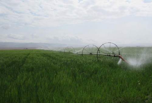 مسئله آب اولویت کاری بخش کشاورزی قم است
