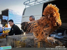 برخورد جدی با پرنده فروشی‌های متخلف در قم