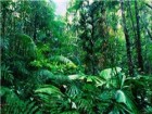 بزرگترین جنگل بارانی جهان + تصاویر