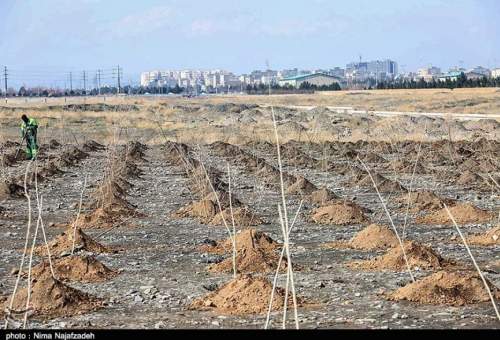 عملیات مراقبت و نگهداری از دو هزار و ۲۵۰ هکتار از اراضی قم اجرا می‌شود