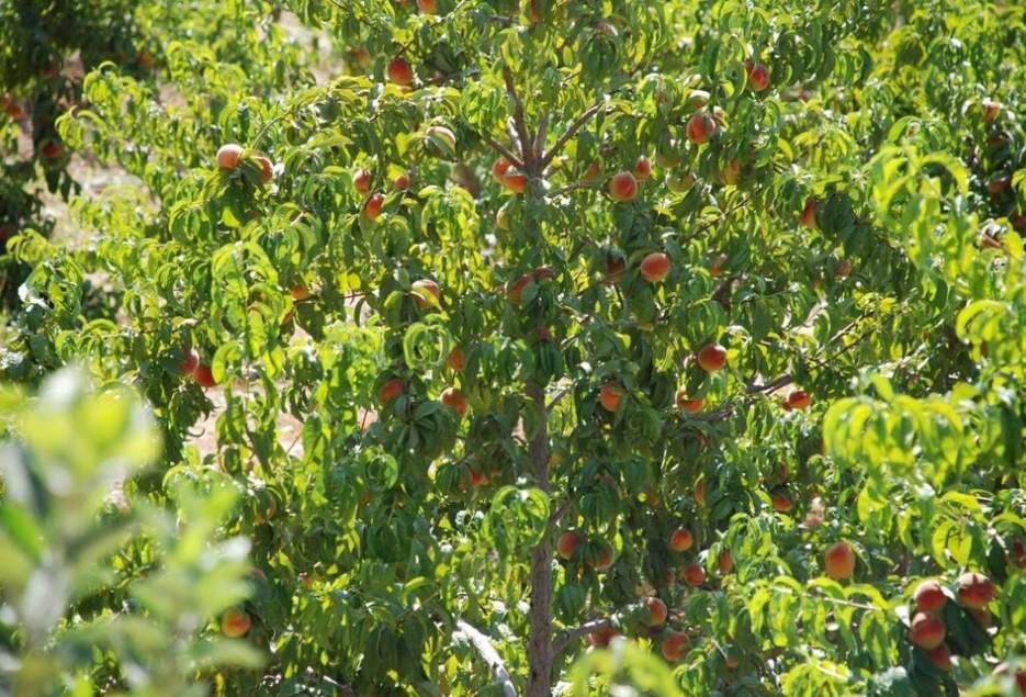 مدیر باغبانی جهاد کشاورزی قم:انواع باغ میوه‌های گرمسیری و سردسیری در قم موجود است.